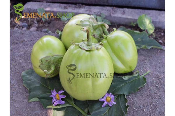 Уникални семена на български патладжан - страхотен вкус без горчивина (нов за 2018) Уникални семена на български патладжан - страхотен вкус без горчивина (нов за 2018)